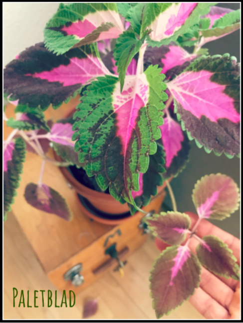 Paletblad – blumei | Mit Grøn(land) | plantulie