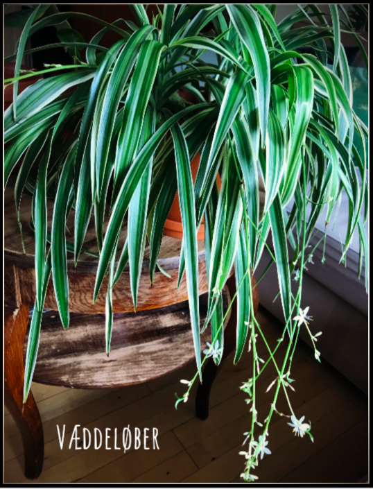 Væddeløber – Chlorophytum comosum | Mit Grøn(land) | plantulie