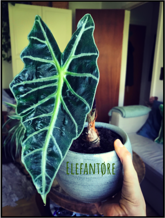 Elefantøre – Alocasia Polly | Mine planter | plantulie