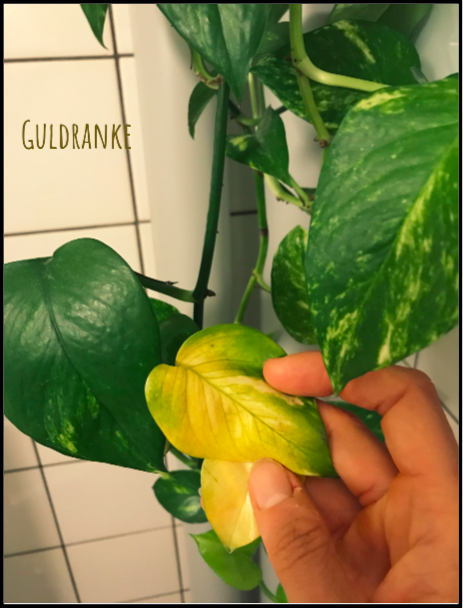 Guldranke – aureus | Mit plantulie