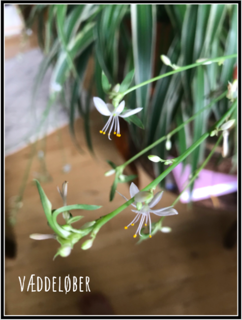 Væddeløber – Chlorophytum comosum | Mit Grøn(land) | plantulie