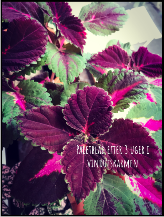 Paletblad – Coleus blumei | Mine planter | plantulie