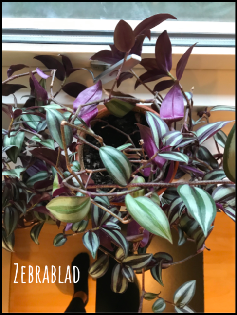 Zebrablad – Zebrina pendula quadricolor | Mit Grøn(land) | plantulie