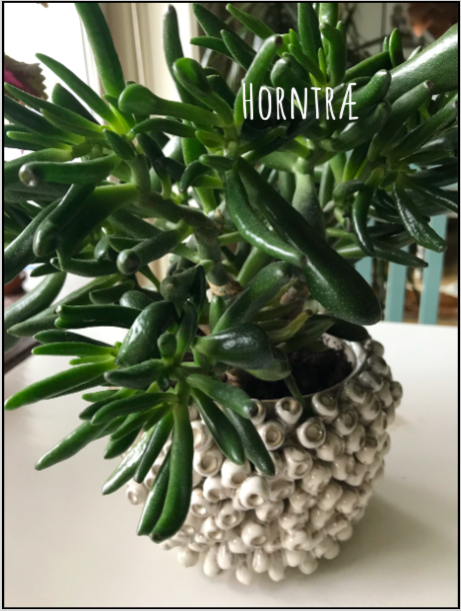 Horntræ – Crassula coral Mit Grøn(land) | plantulie