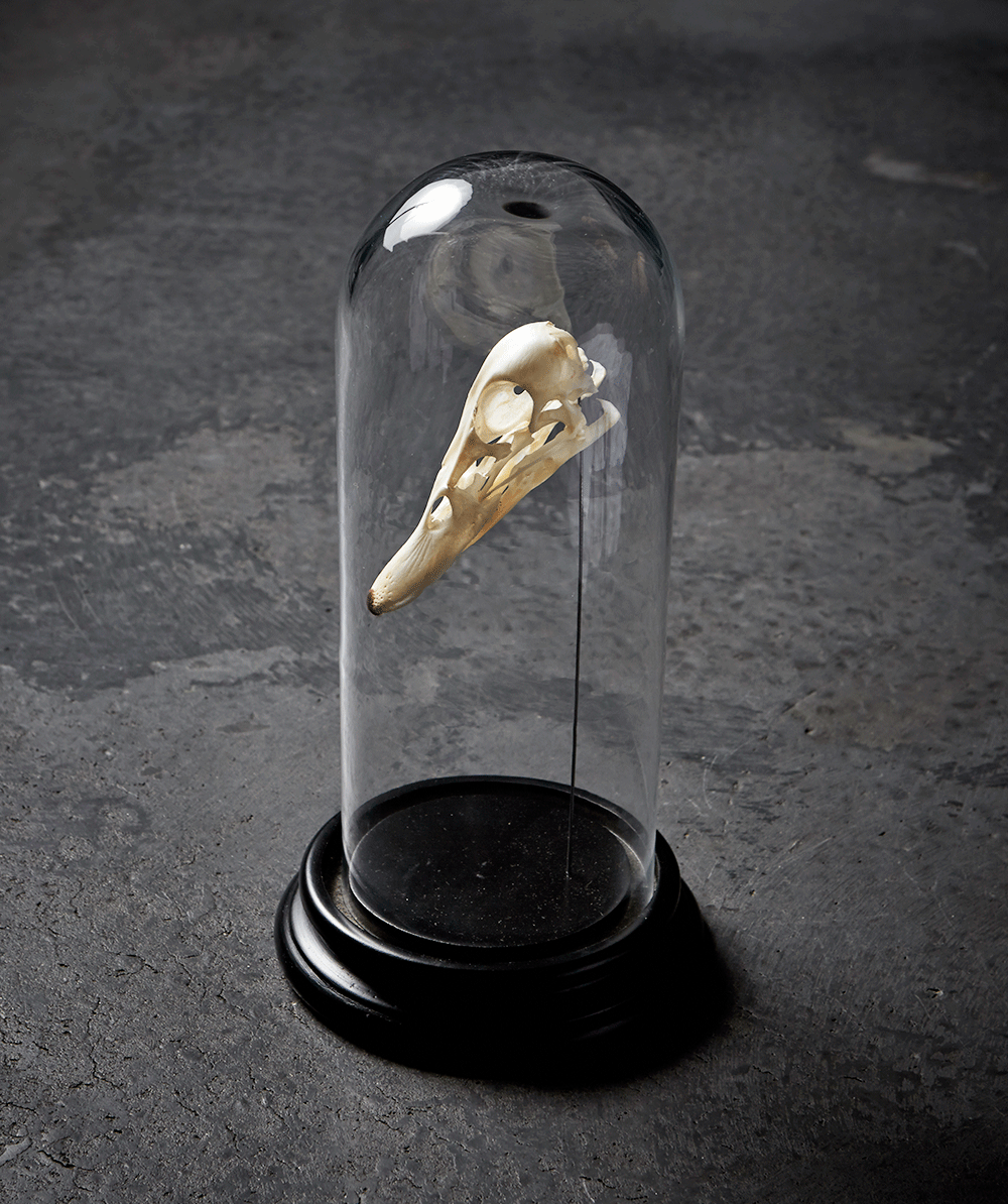 Andekranium i glaskuppel fra Atelier du Noir. Et perfekt touch til hjemmet der skal have tilført lidt mystik.
