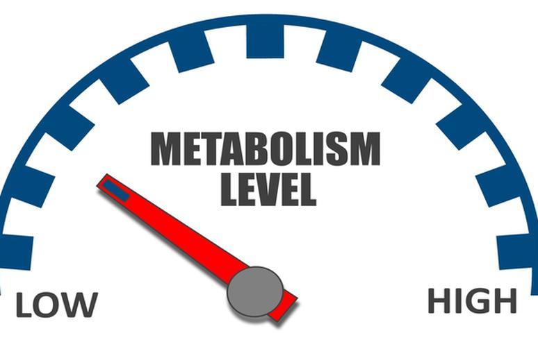slow down metabolism
