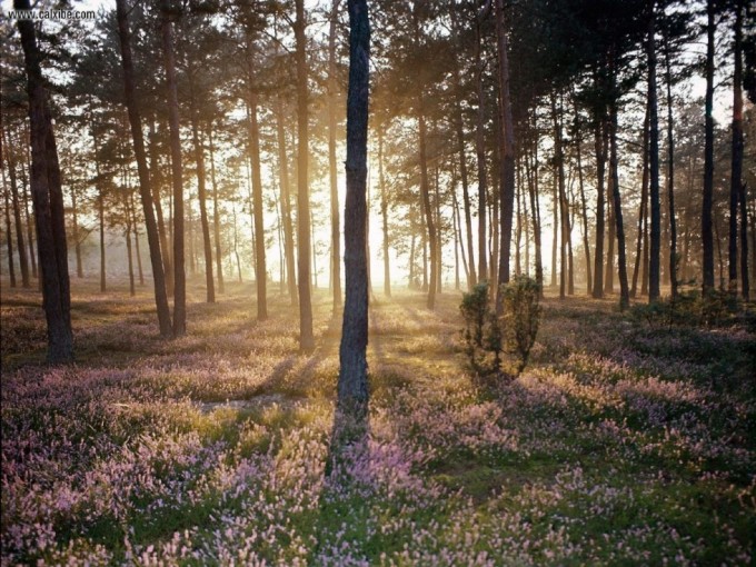 Sunlight_and_the_Wild_Forest_Floor_1280x960