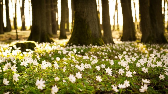 flowers_small_white_green_trees_forest_nature_33746_1920x1080