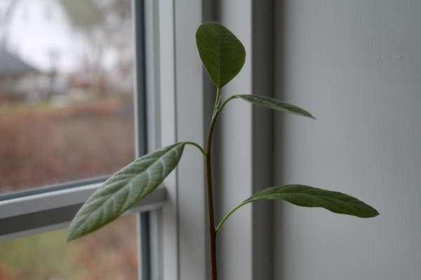 Øverst på plantet sidder fire fine blade, der svajer i radiatorens "varmebølger".