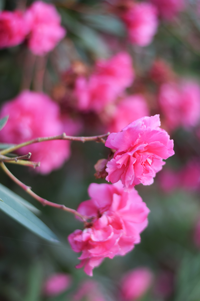 photo corfu-korfu-flowers-blomster-pink-grakenland-greece-missjeanett-blogger_zpsp17jpjyg.jpg