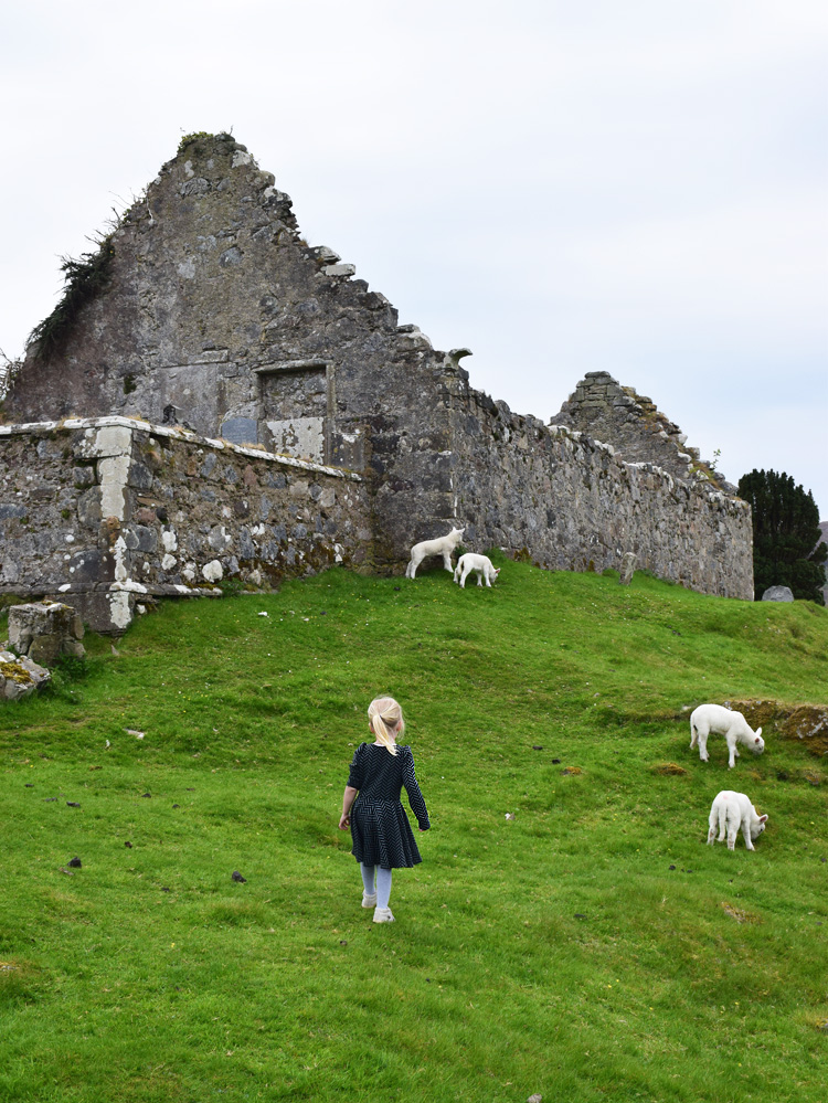 isle-of-skye-old-church-from-1500-cill-chriosd-missjeanett-skotland-scotland-sheep-faar-lam-alle-steder-gammel-kirkegaard-med-barn-boern