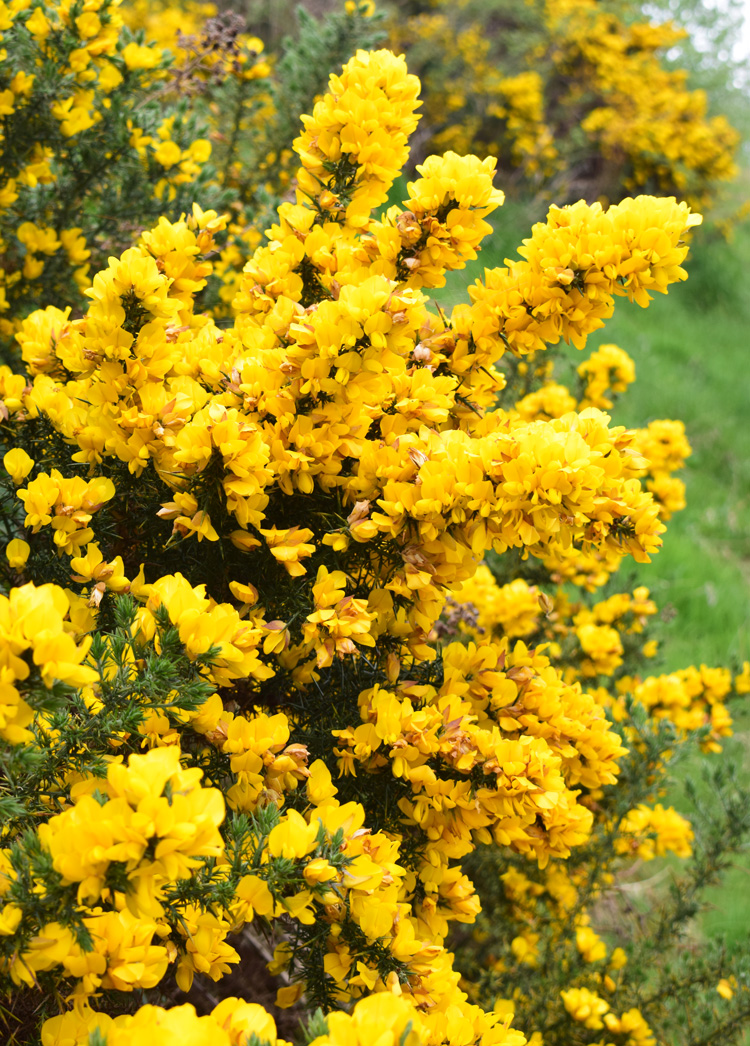 yellow-flowers-bushes-at-loch-ness-skotland-scotland-urguhart-castle-missjeanett-blogger