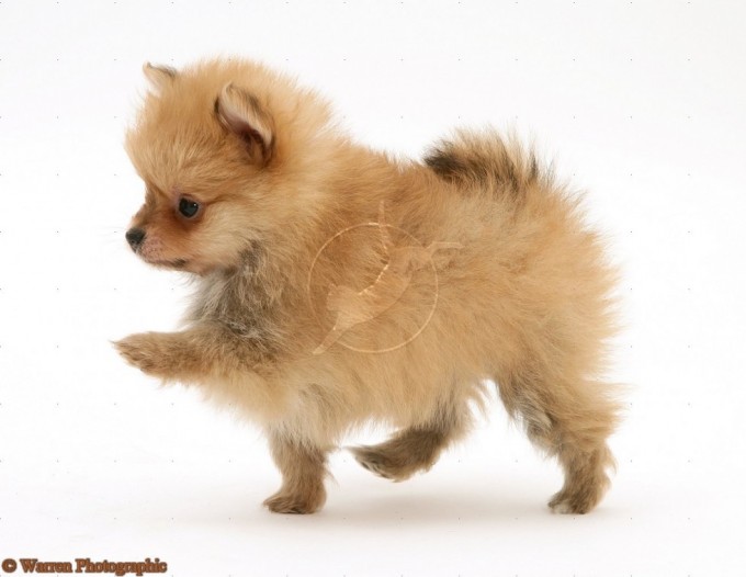 11703-Pomeranian-pup-white-background