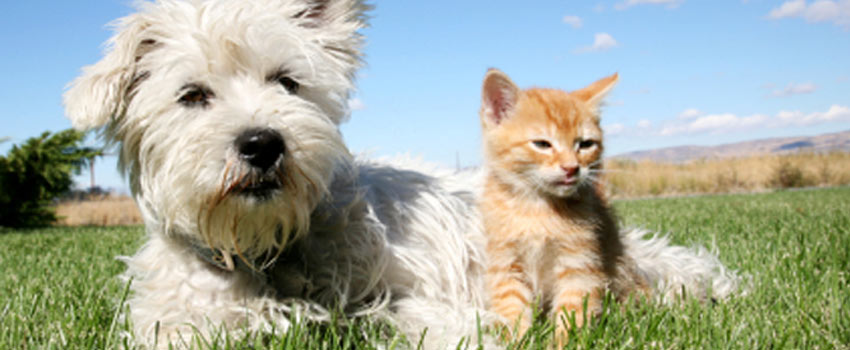 Reservere Gum periskop Naturlig ormekur til hund og kat | Ingen kategori | Animaks blog