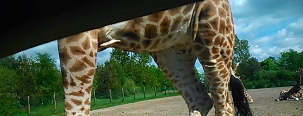 Giraf lige uden for vinduet