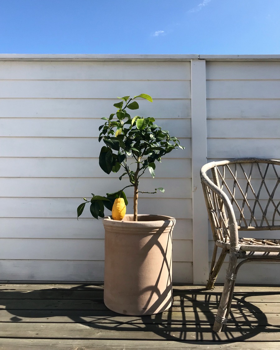 Tanker om et citrontræ og Instagram | LIFESTYLE | MamaMaruska