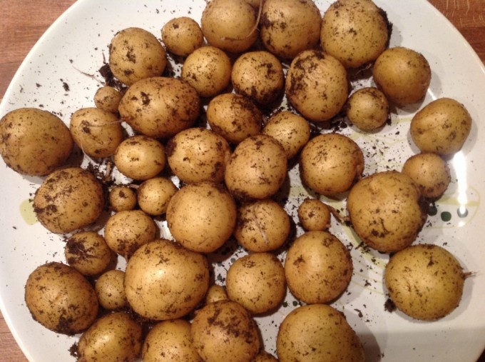 Kartofler potatopot