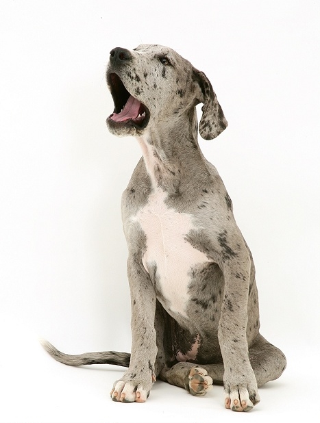 Lær hvordan du din til at stoppe med at gø! | Hunde adfærd | Packleader blog