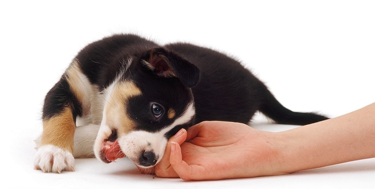 Tænk som en hund – så forstår du din hund | Hunde adfærd | Packleader blog