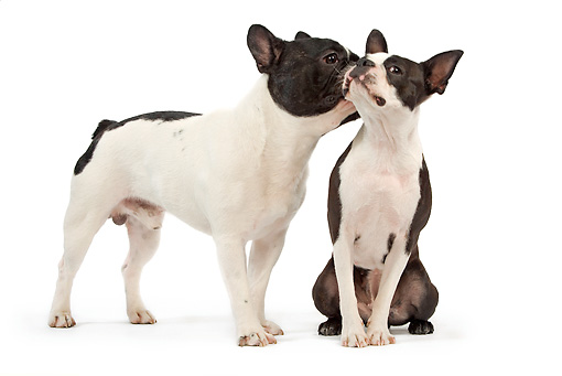 Overvejer du hund nummer 2 | Anskaffelse af hund | Packleader blog