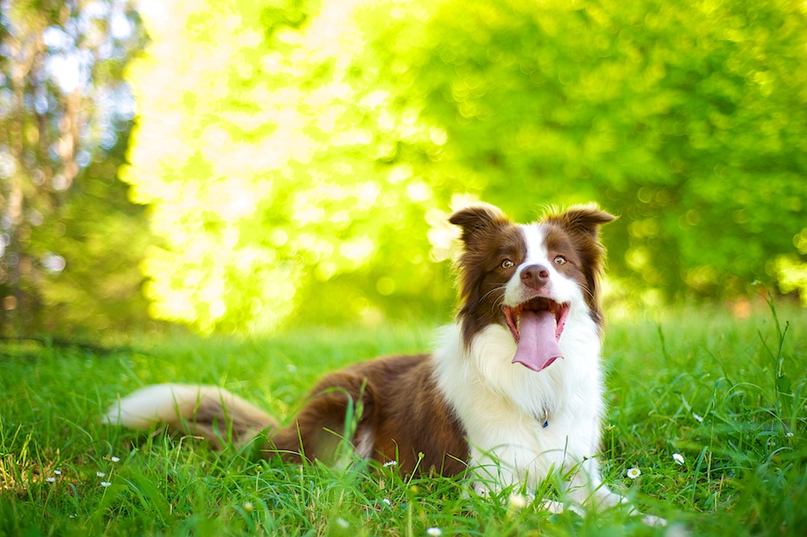 afskaffet gyldige Udfør Opdragelse og træning af hunde – 10 grundregler | Hunde træning |  Packleader blog