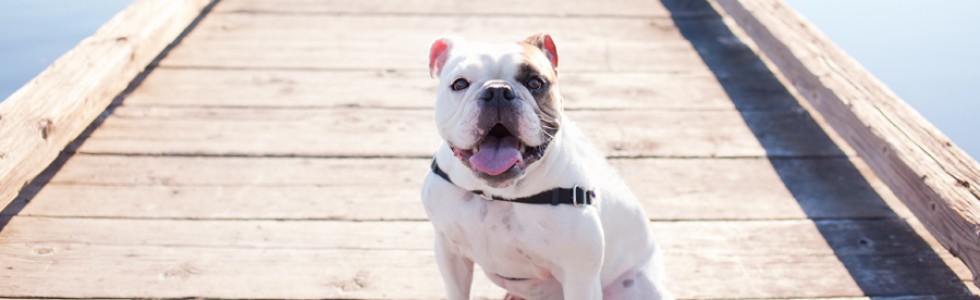 Få overblik over hundeforsikring! | Generelt om hunde | Packleader blog