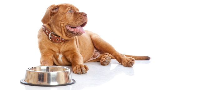 forbygger du at hund i ressource forsvar ved fodring | Hunde adfærd | Packleader blog