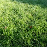 Denne morgen var der stadig dug på græsset.