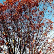 Smukt efterårsklædt træ på min vej.