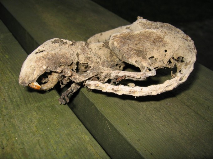 The natural cremated body of the vild living rat named Ellias