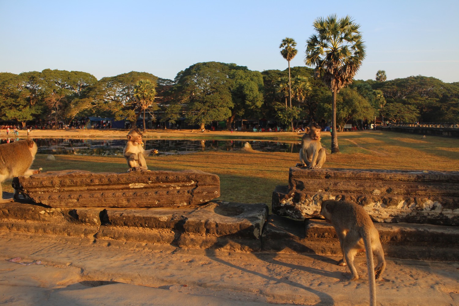 Monkeys angkor Wat